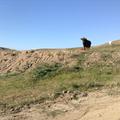 Sakers wintering grounds in Sicily: Gela plains & a male Saker's (Barna) wintering ground