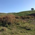 Sakers wintering grounds in Sicily: Gela plains & a male Saker's (Barna) wintering ground