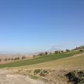 Sakers wintering grounds in Sicily: Gela plains & a male Saker's (Barna) wintering ground