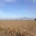 Sakers wintering grounds in Sicily: Catania plain & hills