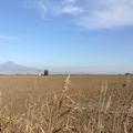 Sakers wintering grounds in Sicily: Catania plain & hills