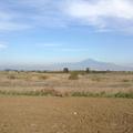Sakers wintering grounds in Sicily: Catania plain & hills
