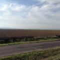Sakers wintering grounds in Sicily: Catania plain & hills