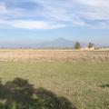 Sakers wintering grounds in Sicily: Catania plain & hills