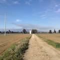 Sakers wintering grounds in Sicily: Catania plain & hills